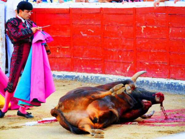 Matador Standing Over Dying Bull at the Bullfight