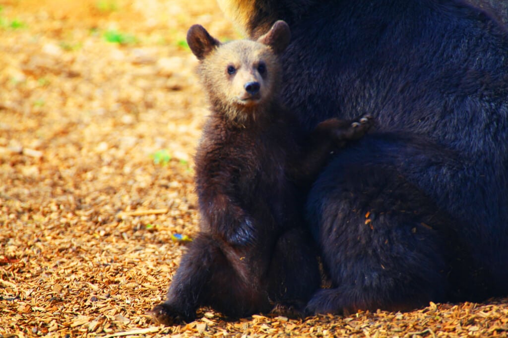 Bear Cub