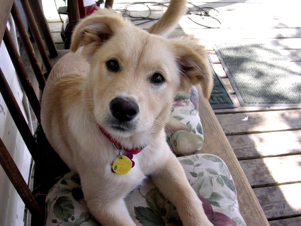 27 of the World\'s Cutest Dog Breeds (Photos) | PETA