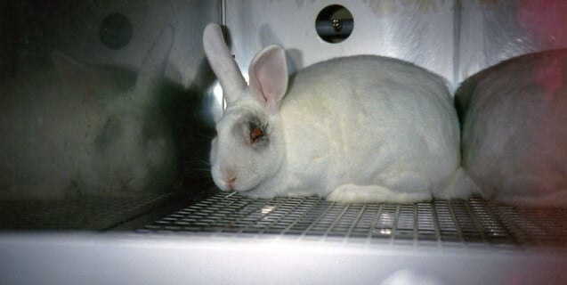 cosmetics-test-rabbit