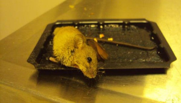Tell Canadian Tire That Glue Traps Are Cruel and Indiscriminate