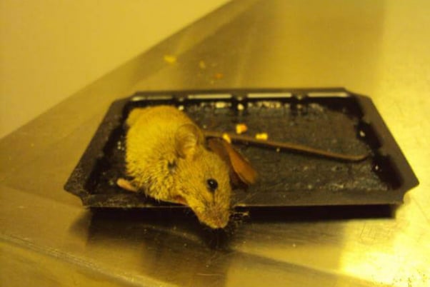 6 Steps to Save Animals Stuck on Glue Traps