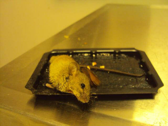 Tell Canadian Tire to stop using cruel glue traps – Vancouver