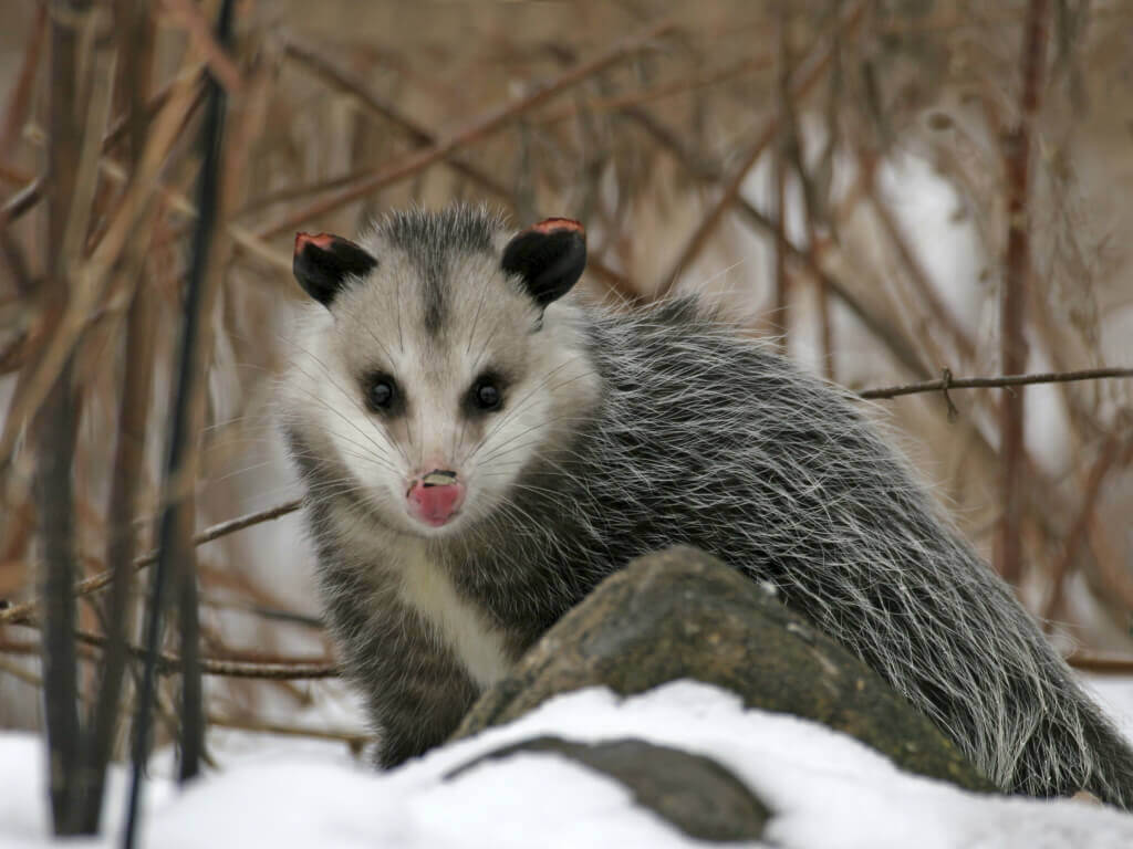 opossum