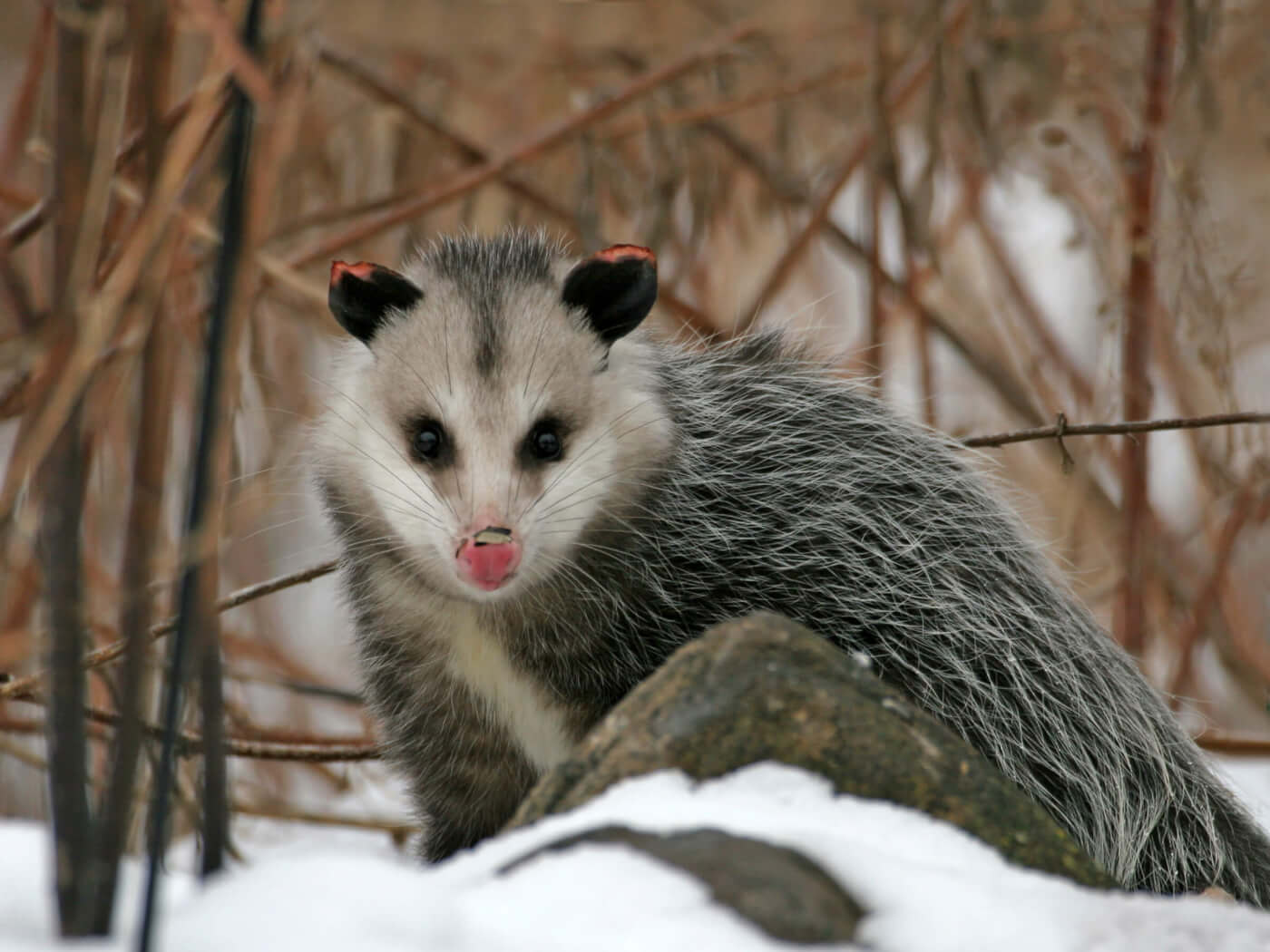 You Wont Believe How Far People Will Go To Abuse Opossums PETA You Wont Believe How Far People Will Go To Abuse Opossums PETA