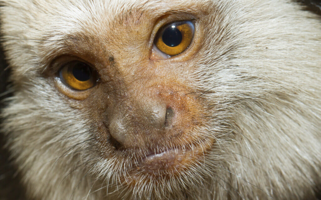 Geoffroy's Tufted-Eared Marmoset