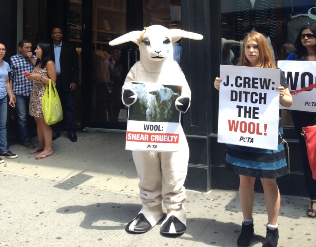 Sheep at J.Crew Wool Protest