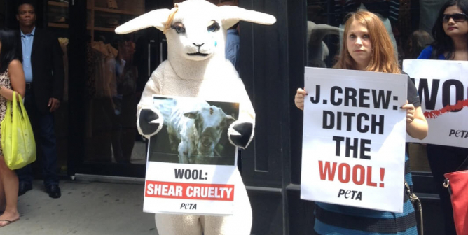 PETA Urges J.Crew to Save Its Brand by Banning Cashmere and Wool Immediately
