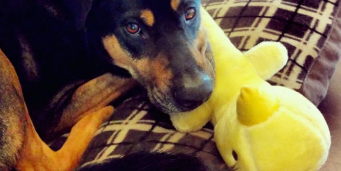 5 Reasons Your Dog Doesn’t Want to Be Left at Home