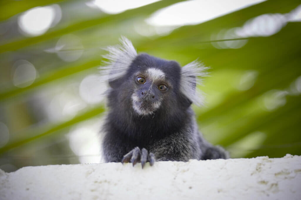 help marmosets used in experiments