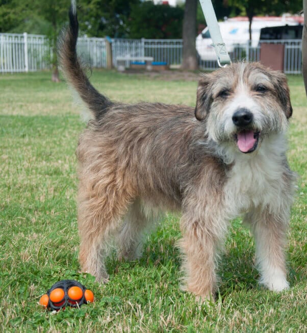 Itchy in the PETA dogs park after being rescued by CAP.