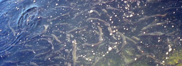 Fish farm in NC