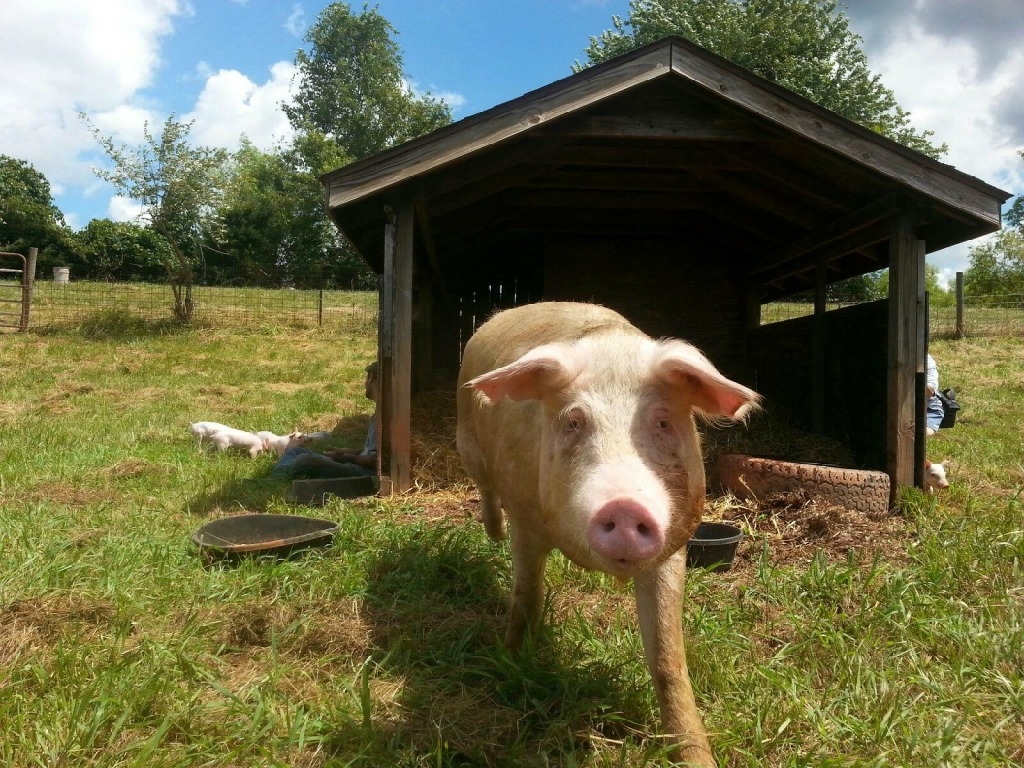 Rescued NC Pig and Piglets in New Home