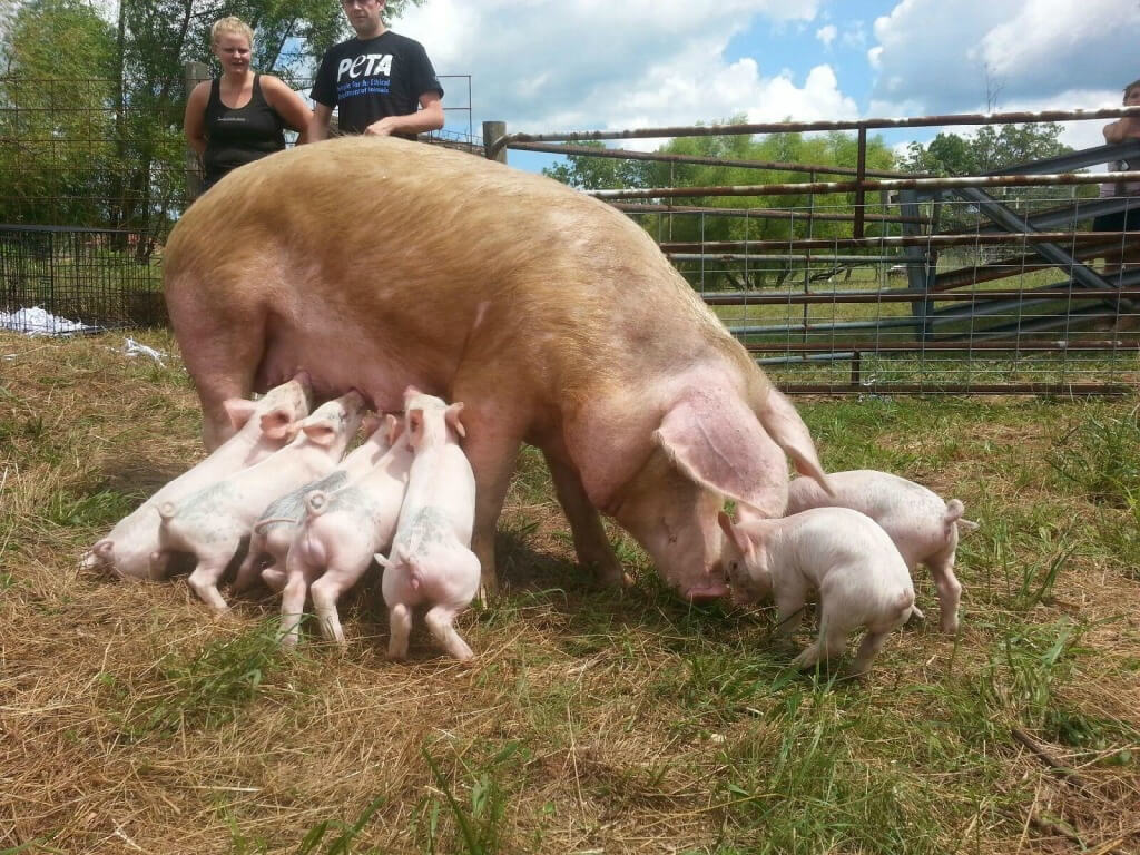 Rescued NC Pig and Piglets in New Home
