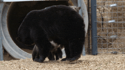 Mother Bear Playing with Her Cubs