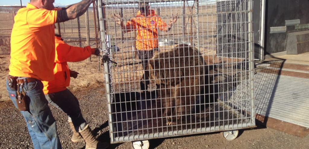 Black Forest Bear Park Rescue