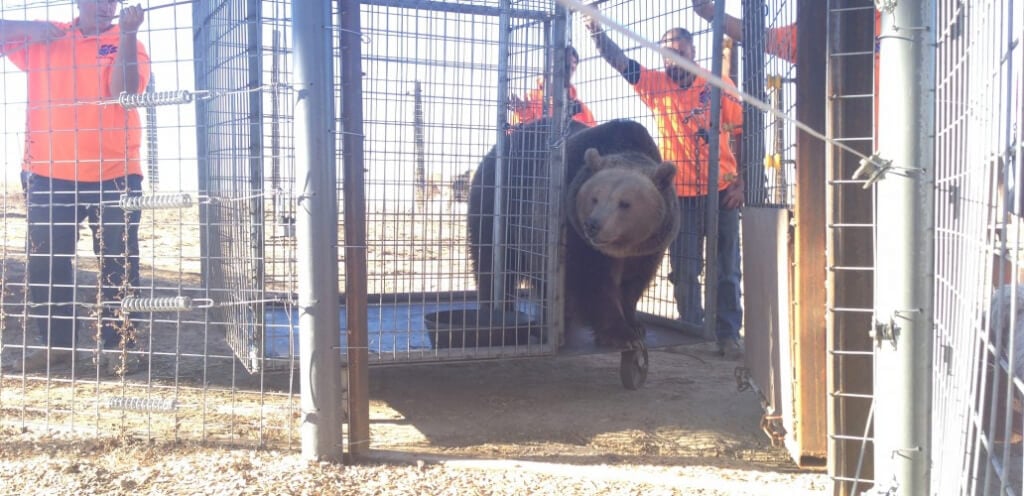 Black Forest Bear Park Rescue