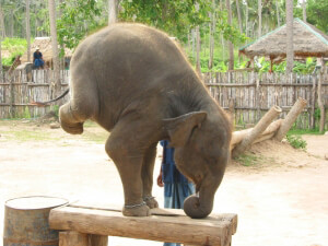 thailandelephant