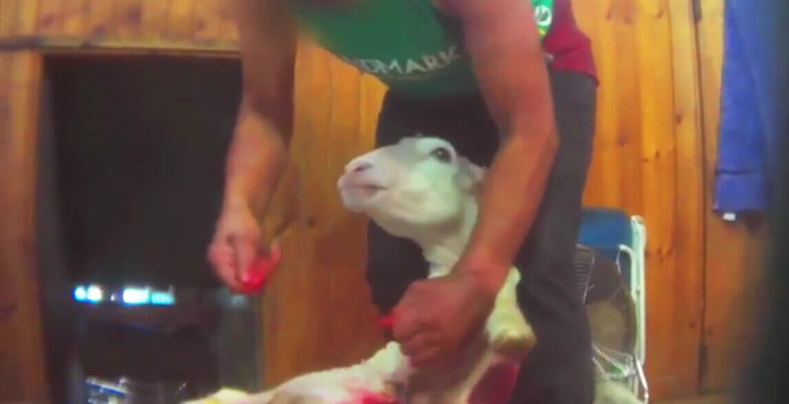 жестокое обращение с животными. издеваются животные. животные над которыми издевались. дети издеваются над животными. ребенок дразнит собаку.