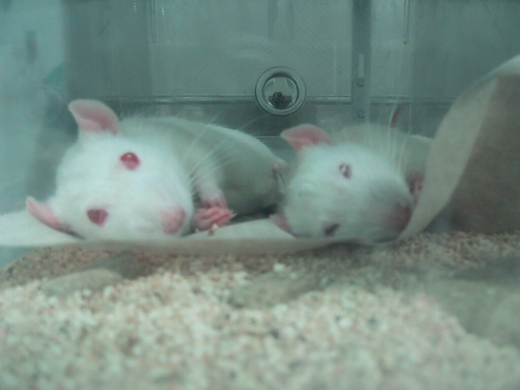 Sedated Rats