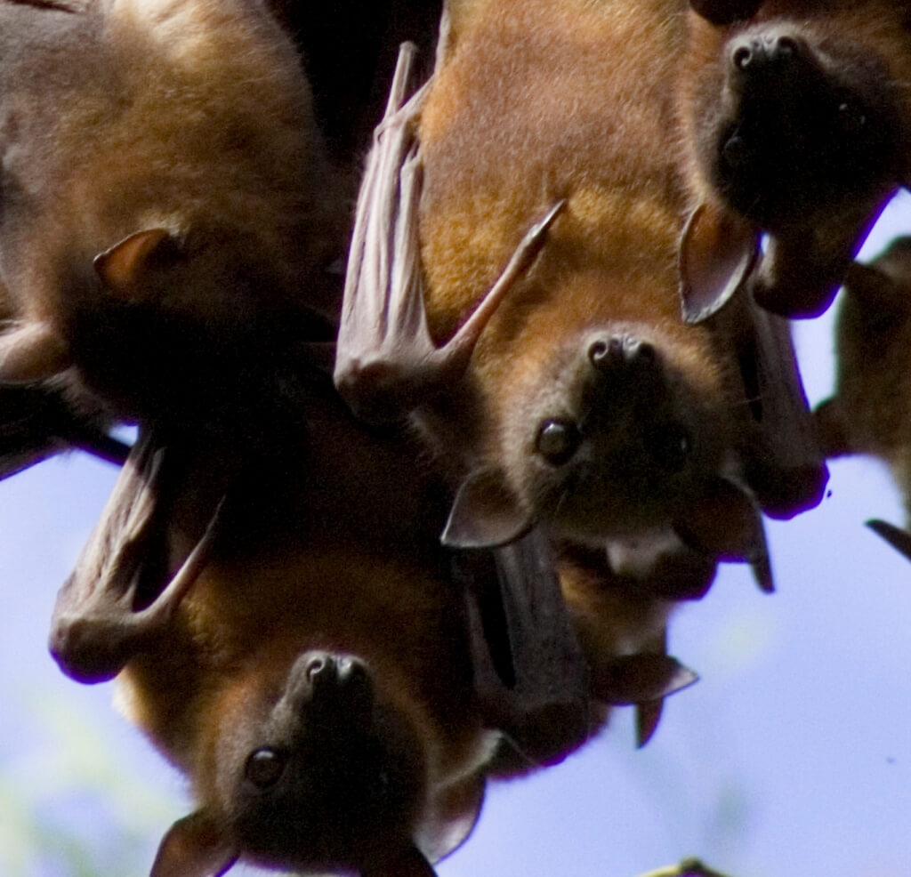 Fruit Bats