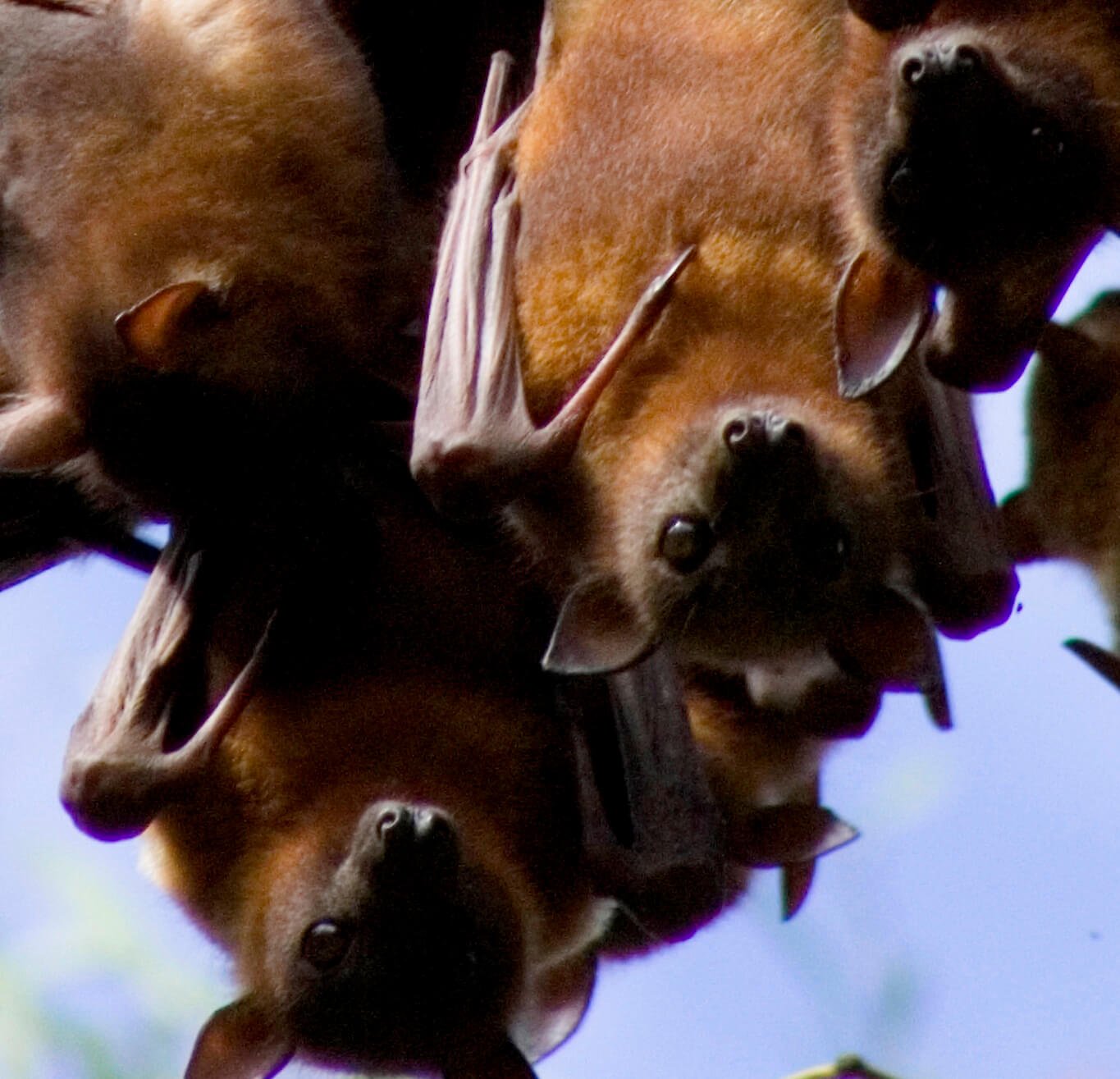 fruit bats mouthfuls zip fruit bats mouthfuls zip