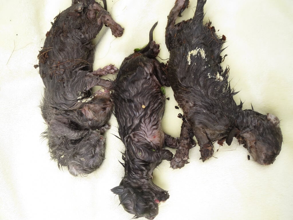 Litter of Dead or Dying Kittens (GRAPHIC)