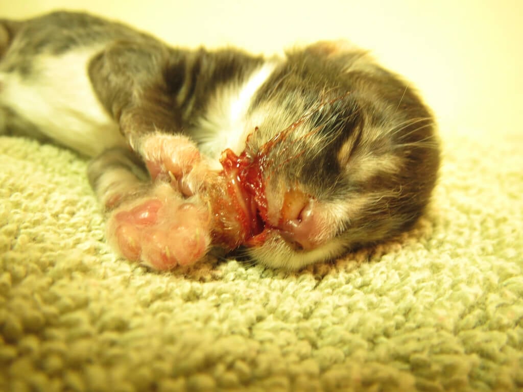 Kitten Bleeding From Mouth {graphic