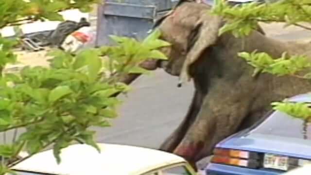 tyke the elephant documentary