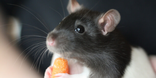 Rat Eating Carrot