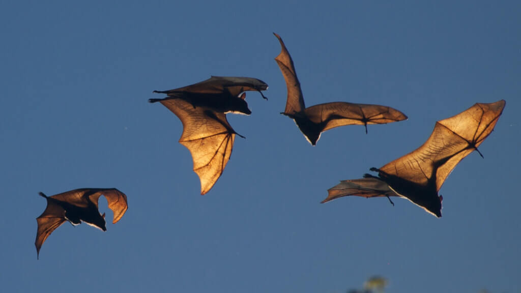 Fruit Bats