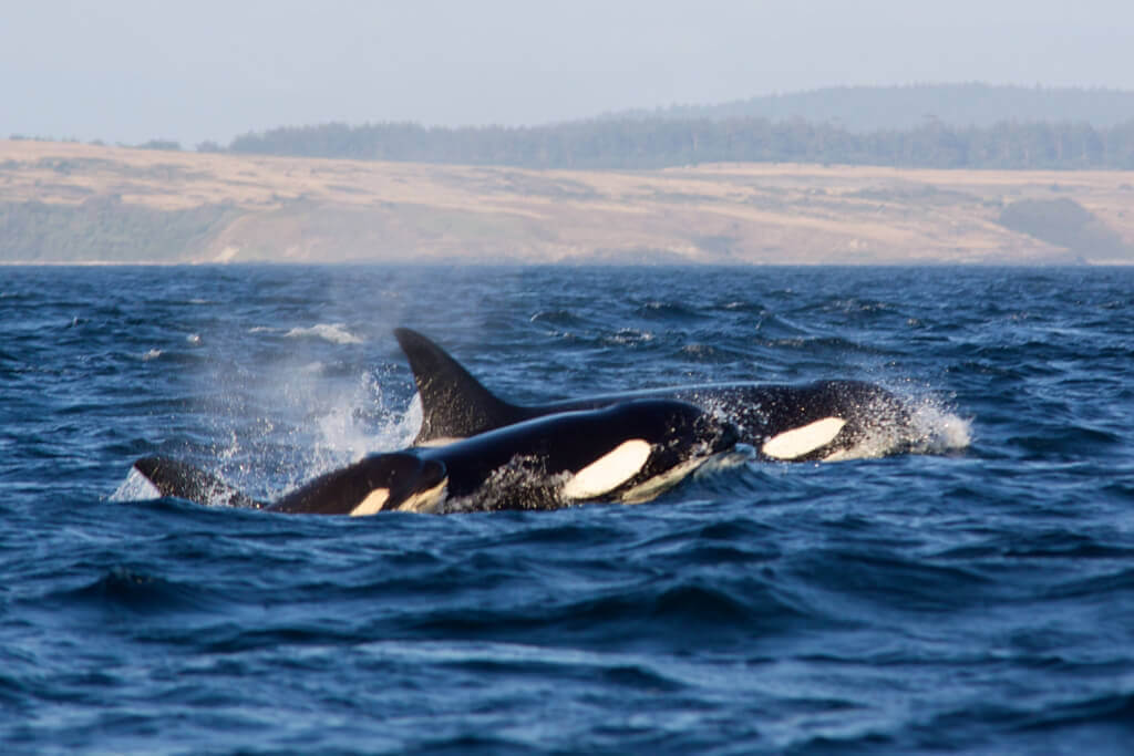 A Family of Orcas