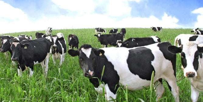 black and white cows in a field of green grass