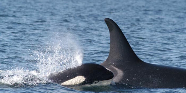 Mother and Baby Orca