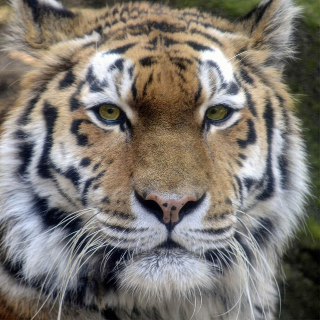 Siberian Tiger