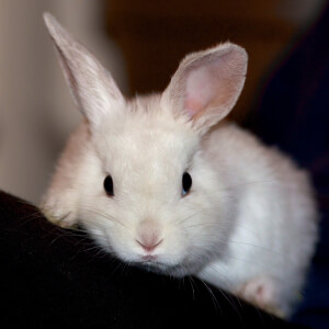Cute White Rabbit
