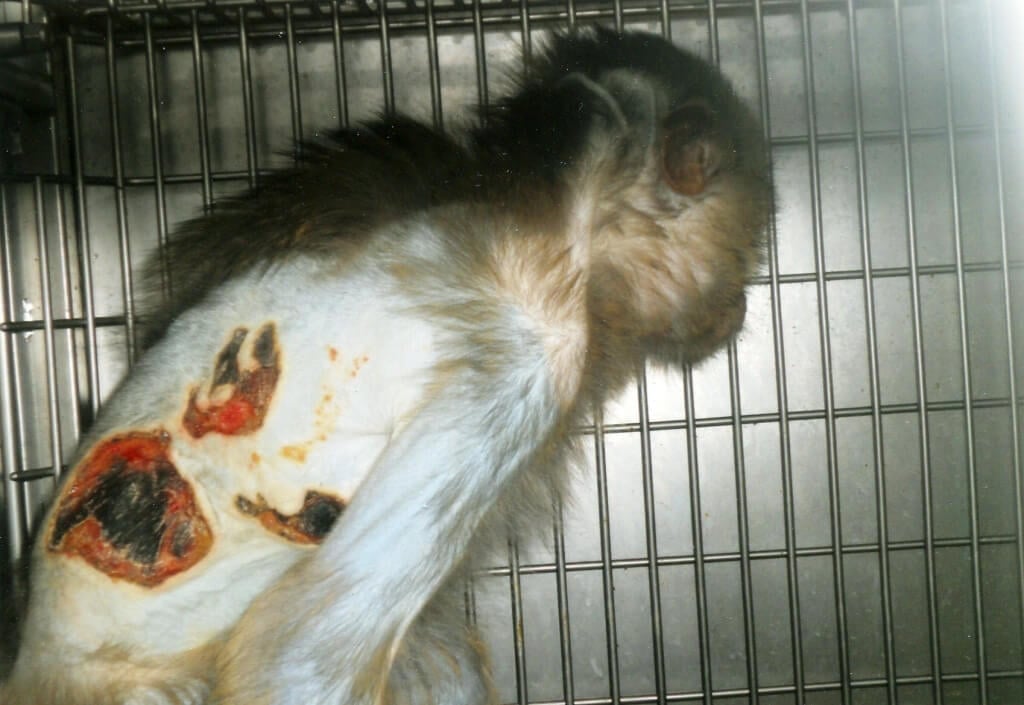 Monkey with burned back at CDC