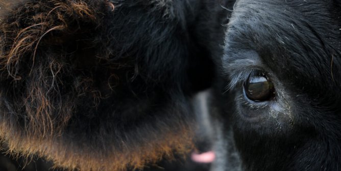 a close up of a cow's face