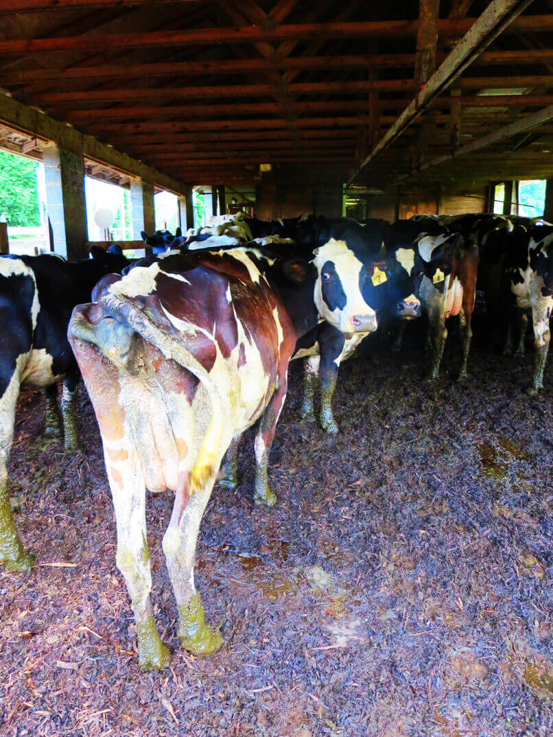 Dairy Farm Exposed in Eyewitness Footage PETA