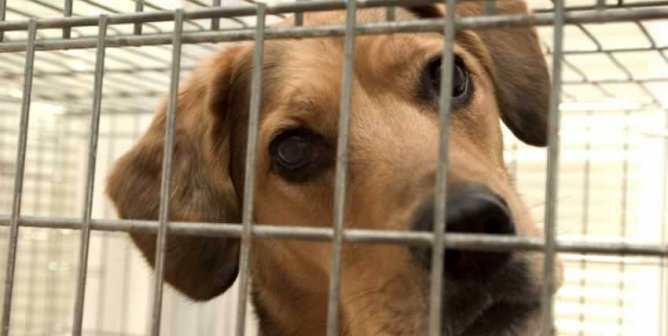 Close-up of brown dog in crate