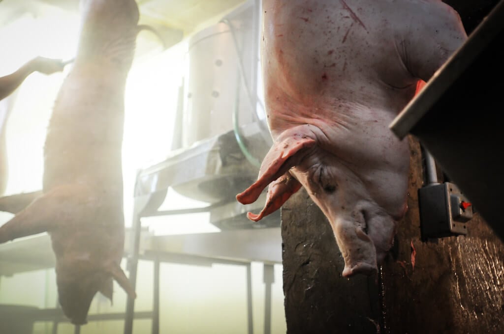 Dead pig hanging in Factory Farm