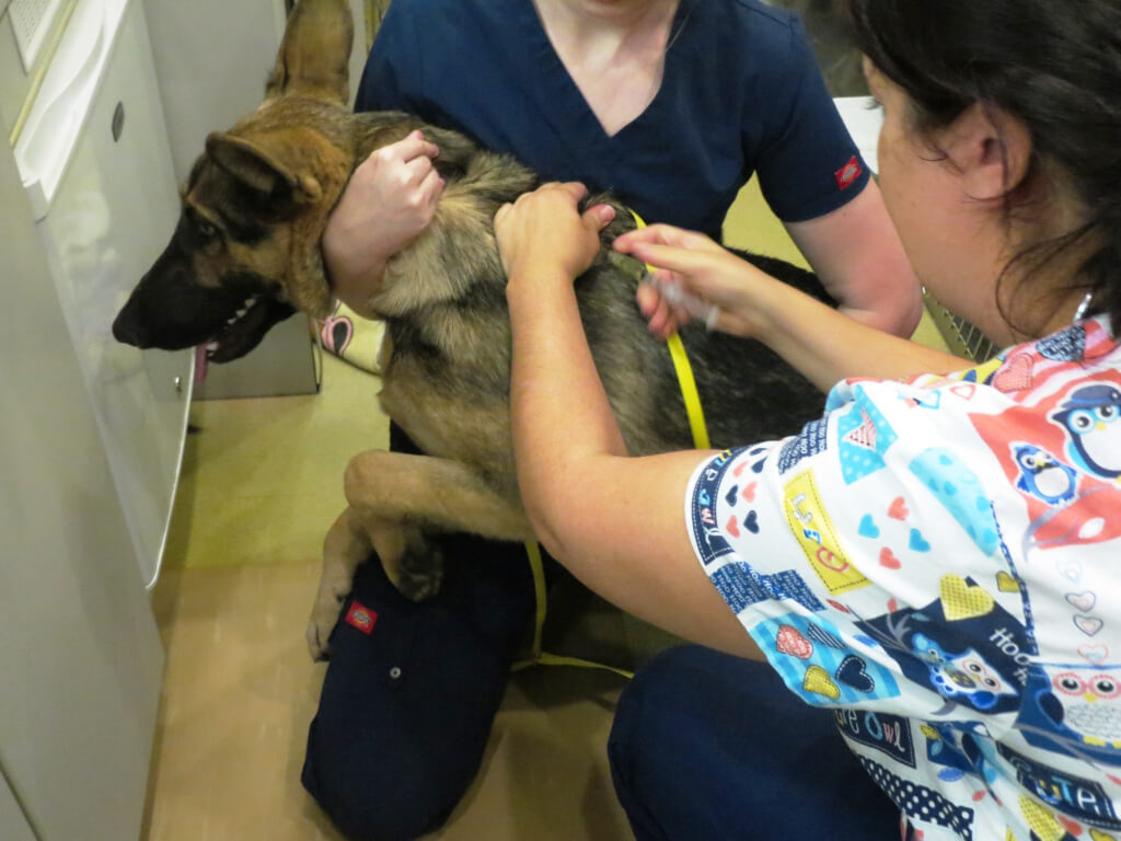 Dog Getting a Shot at PETA's mobile clinic