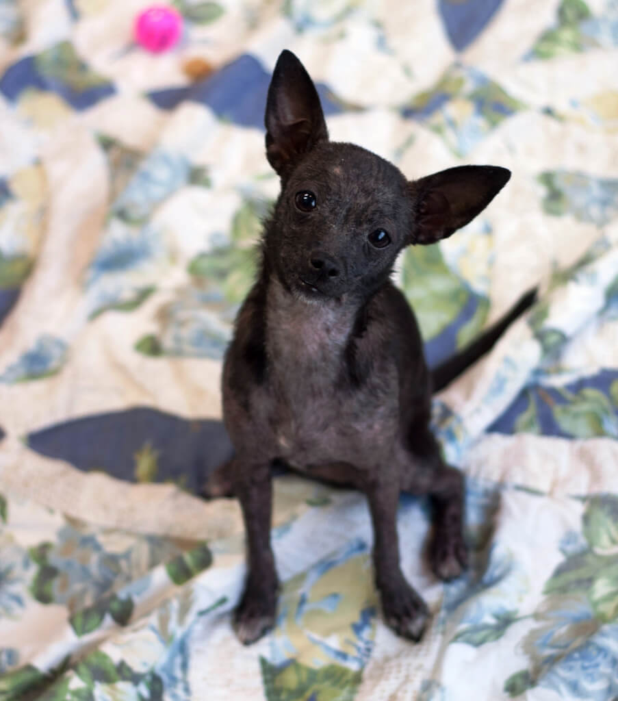 Roussette - Chihuahua Puppy Available for Adoption