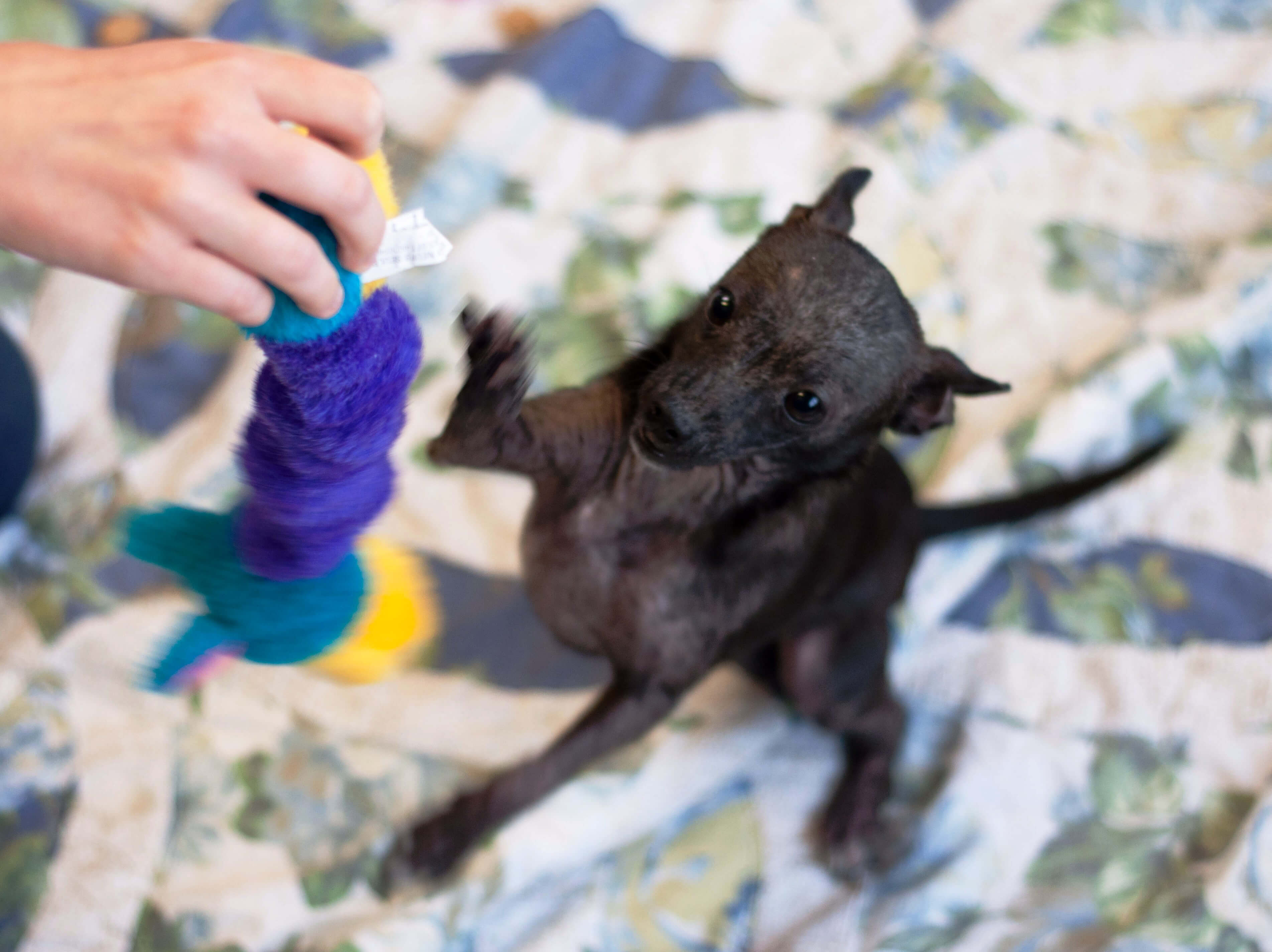 fruit bats as pets