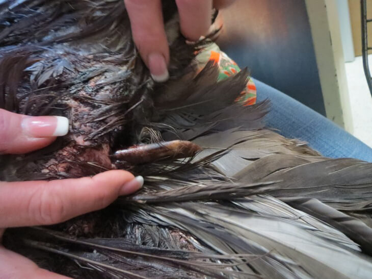Goose Wing