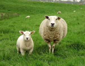 Happy Sheep in Green Grass