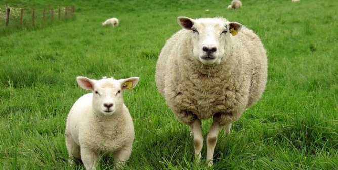 UNIQLO Receives PETA’s Innovator for Animals Award