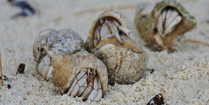 wild hermit crab care