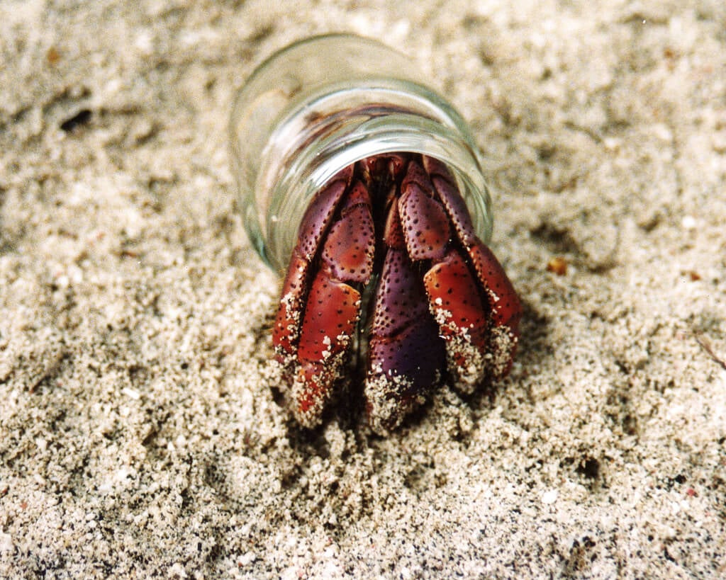Hermit Crab in Jar