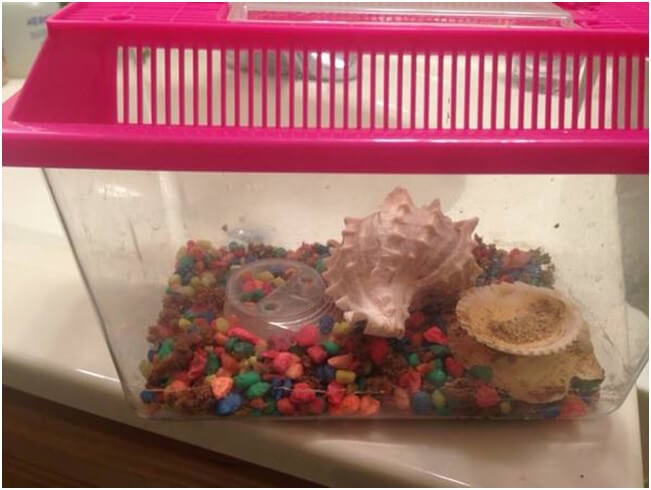 hermit crab care tips